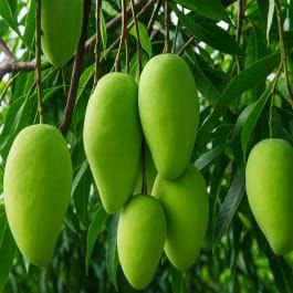 Grafted Mango Plants