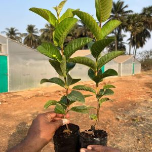 Red Diamond Guava Plants