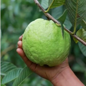 Red Diamond Guava Plants