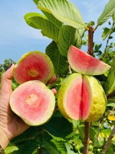 Red Diamond Guava Plants