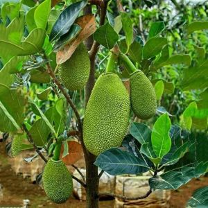 Hybrid Jackfruit Plants