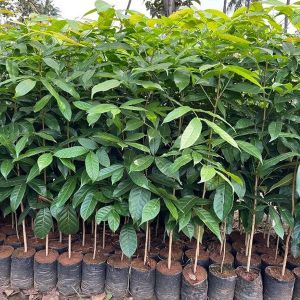 Hybrid Mahogany Plants