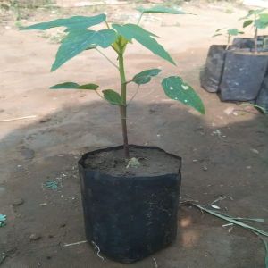 Hybrid Papaya Plants