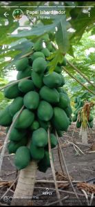 Hybrid Papaya Plants