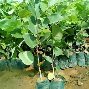 Red Sandalwood Plants