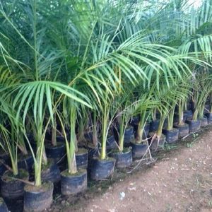 Royal Palm Plants