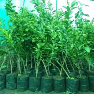 Sweet Lime Plants