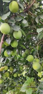 Sweet Lime Plants
