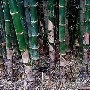 Tissue Culture Bamboo Plants