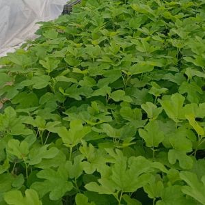 Tissue Culture Fig Plants