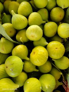 Tissue Culture Fig Plants