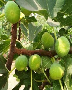 Tissue Culture Fig Plants