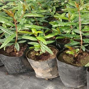 Tissue Culture Pomegranate Plants