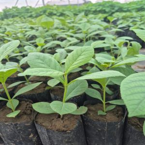 Tissue Culture Teak Plants