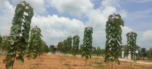 Tissue Culture Teak Plants