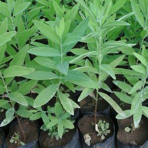 White Sandalwood Plants