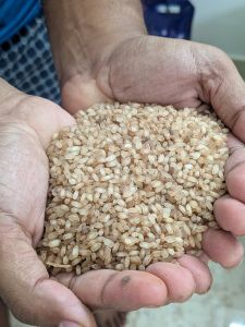 Half Polished Matta Rice