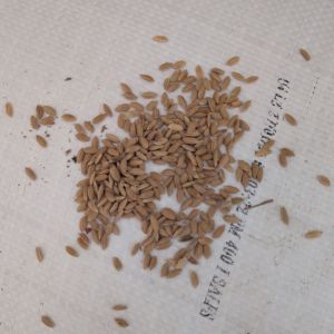 Unpolished Matta Rice