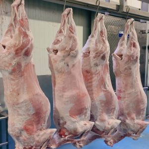 Frozen Buffalo Full Carcass