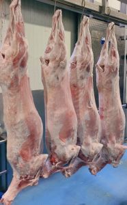 Frozen Buffalo Full Carcass