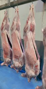 Frozen Buffalo Full Carcass
