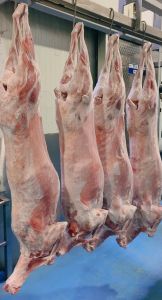 Frozen Buffalo Full Carcass