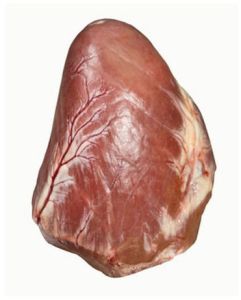 Frozen Buffalo Heart