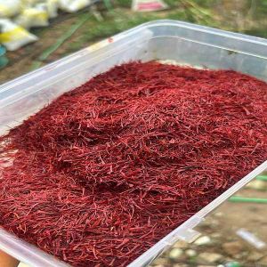 Broken Kashmiri Saffron