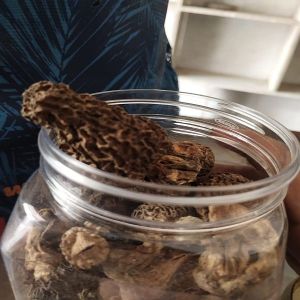 Dried Kashmiri Morel Mushroom