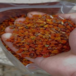 Dried Sea Buckthorn Berry