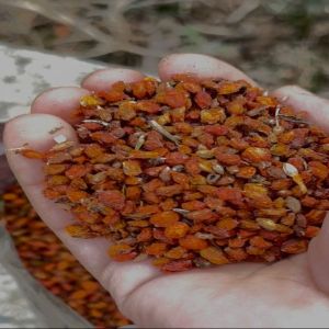 Dried Sea Buckthorn Berry