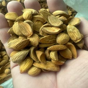 Kashmiri Curved Mamra Almond Nuts
