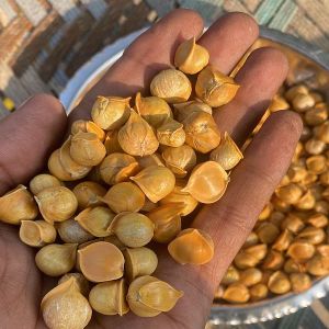 Kashmiri Snow Mountain Garlic