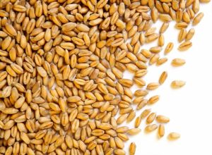 Indian Whole Wheat