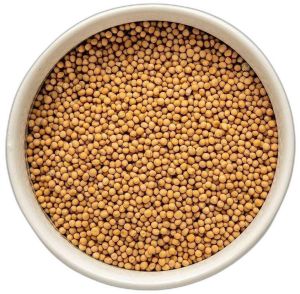 Yellow Mustard Seeds