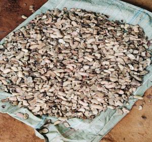 Mango Seed