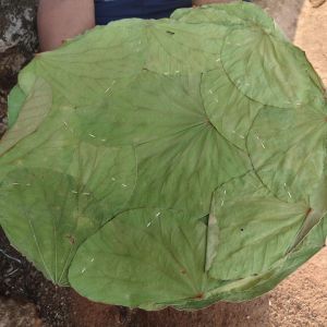 Sal Leaf Plate