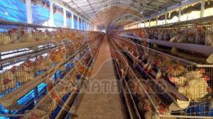 Boiler Layer Cage