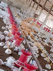 Broiler Feeding System