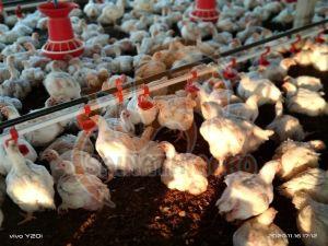 Broiler Nipple Drinking System