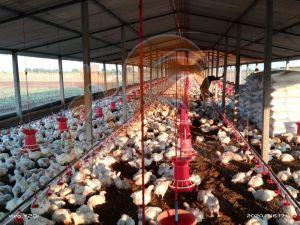 Broiler Nipple Drinking System