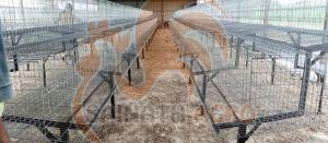 Layer Poultry Cages