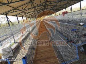 Poultry A Type California Chicken Cage