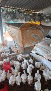 Poultry Chick Feeder