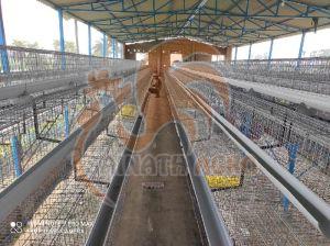 Poultry Layer Cages