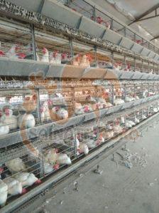 Poultry Trolley System