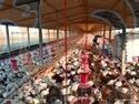 Poultry Drinking System
