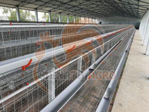 Layer Poultry Cages