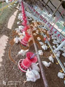 PVC Poultry Feeder