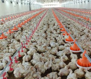 Broilers Pan Feeding System